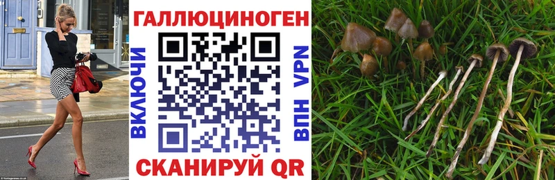 Псилоцибиновые грибы Cubensis Павлово